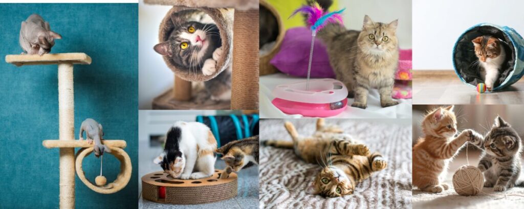 Playing Cats and kittens